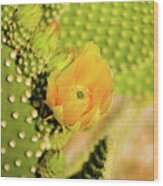 Yellow Cactus Flower Wood Print