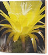 Yellow Cactus Flower Wood Print