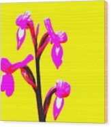 Yellow Champagne Orchid Wood Print