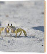 Yellow Crab Wood Print
