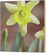 Yellow Daffodil Wood Print