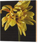 Yellow Dahlia On Black Wood Print