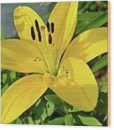 Yellow Day Lilly Wood Print