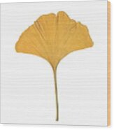 Yellow Ginkgo Leaf Wood Print