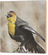 Yellow Headed Blackbird 4 Wood Print
