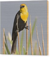 Yellow Headed Blackbird Wood Print