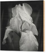 Yellow Iris In Black And White Wood Print
