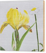 Yellow Iris Wood Print