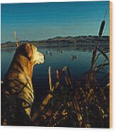 Yellow Labrador Retriever Wood Print