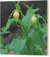 Yellow Lady Slipper Pair Wood Print