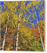 Yellow Leaves Blue Sky Wood Print