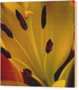 Yellow Lilly Wood Print