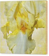 Yellow Mist Iris Wood Print