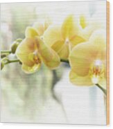 Yellow Moth Orchids In The Sun Wood Print
