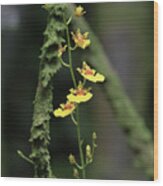 Yellow Oncidium Orchids Wood Print