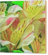Yellow Peruvian Lilies In Bloom Wood Print