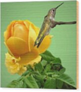 Yellow Rose And Hummingbird 2 Wood Print