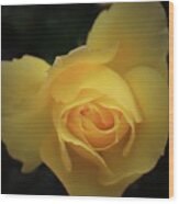 Yellow Rose Garden Two Wood Print