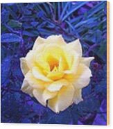 Yellow Rose On Blue Wood Print