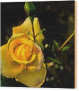 Yellow Rose 2 Wood Print