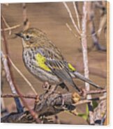 Yellow-rumped Warbler Wood Print