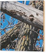 Yellow-shafted Northern Flicker Nest Building Wood Print