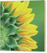 Yellow Sunflower Wood Print