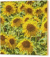Yellow Sunflowers Wood Print