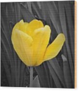 Yellow Tulip Wood Print