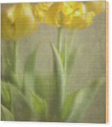 Yellow Tulips Wood Print