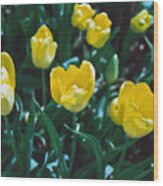 Yellow Tulips--film Image Wood Print