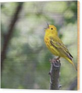 Yellow Warbler In Song Wood Print