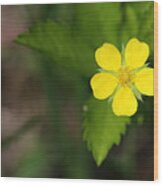 Yellow Wildflower Wood Print