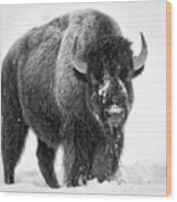 Yellowstone Bison Bw Wood Print