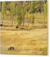 Yellowstone Bison Wood Print
