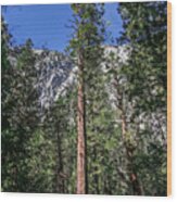 Yosemite Pine Tree Wood Print