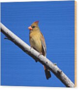 Young Cardinal Bird Wood Print