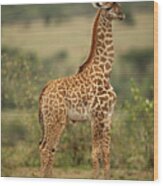 Young Masai Giraffe Wood Print