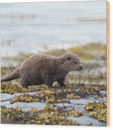 Young Otter Wood Print