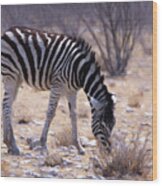 Young Plains Zebra Wood Print