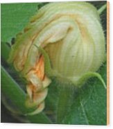 Young Pumpkin Blossom Wood Print