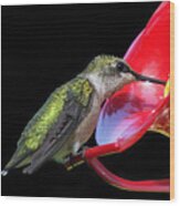 Young Ruby Throated Hummingbird 2 Wood Print
