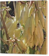 Yucca Bloom Ii Wood Print