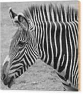 Zebra - Here It Is In Black And White Wood Print