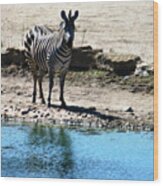 Zebra At The Watering Hole Wood Print