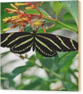 Zebra Longwing Butterfly Wood Print