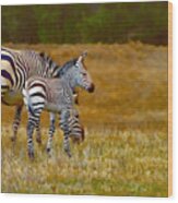 Zebra Mom And Foal Wood Print