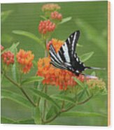 Zebra Swallowtail Butterfly 15264_v1 Wood Print