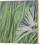 Zebra Swallowtail Wood Print