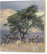 Zebra Under Tree In Africa Wood Print